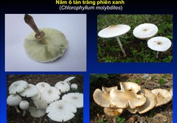 Những loại nấm bạn nên tránh xa nếu không muốn hại gia đình - ảnh 4