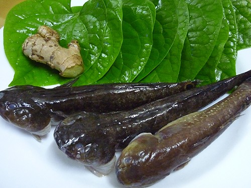 Món ăn từ cá bớp chữa yếu sinh lý, mất ngủ, xương khớp - ảnh 1