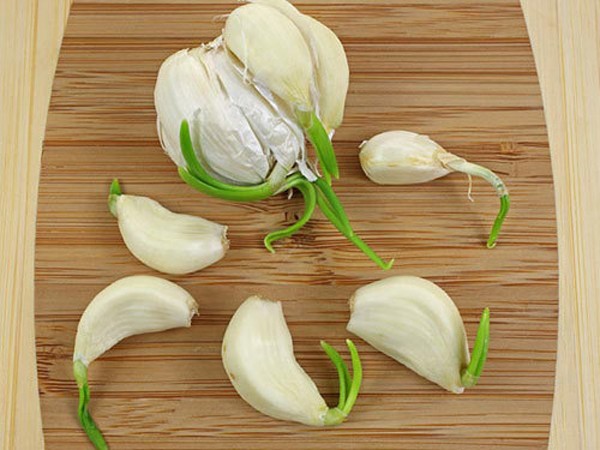 Tỏi mọc mầm: 'Thần dược' cho sức khoẻ hay thuốc độc? - ảnh 2