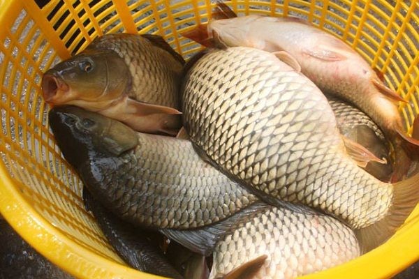 Mắc bệnh này ăn cá chép có thể chết người - ảnh 2