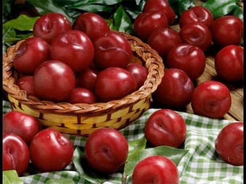 Những người mắc bệnh này tuyệt đối không ăn mận vì cực độc - ảnh 1