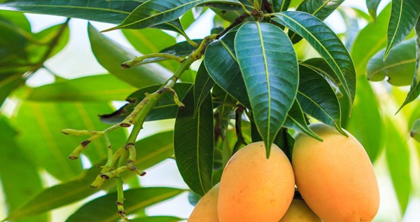 Thực hư lá xoài non là ‘thần dược’ chữa tiểu đường - ảnh 1