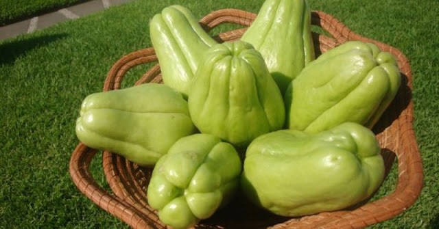 Ăn su su vừa bổ, vừa chữa nhiều bệnh mà nhiều người không biết - ảnh 3