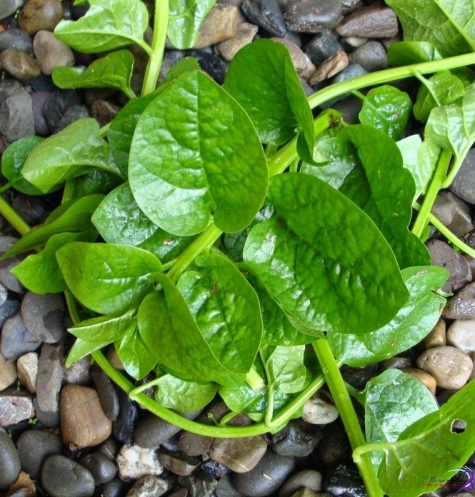 Rau mồng tơi chữa yếu sinh lý, đau xương khớp, tiểu đường - ảnh 2