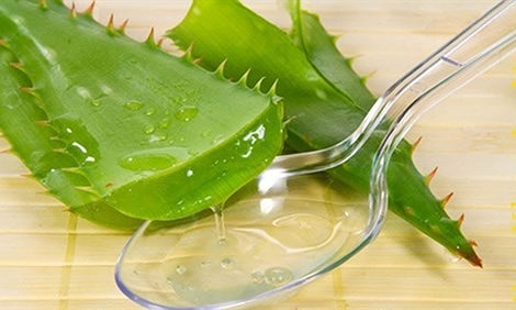 Những người đại kỵ với nha đam, tuyệt đối không ăn vì cực độc - ảnh 2