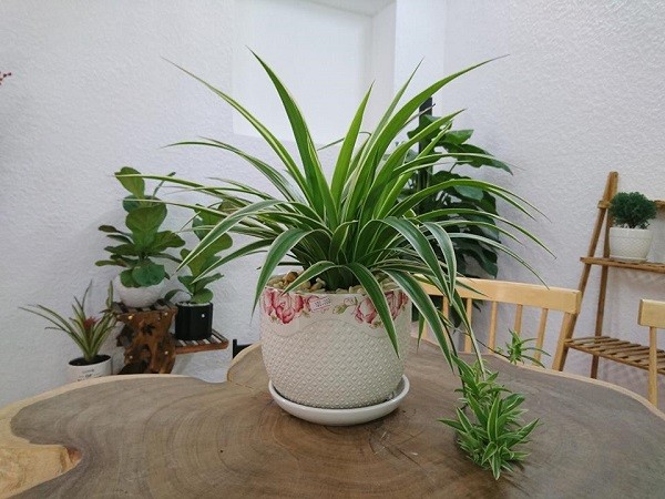 Những loại cây để trong nhà vừa tốt cho sức khỏe vừa nhiều tài lộc - ảnh 4
