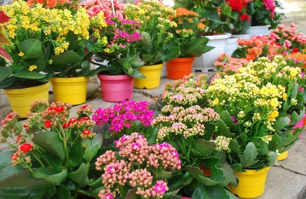 Những loại cây để trong nhà vừa tốt cho sức khỏe vừa nhiều tài lộc - ảnh 2