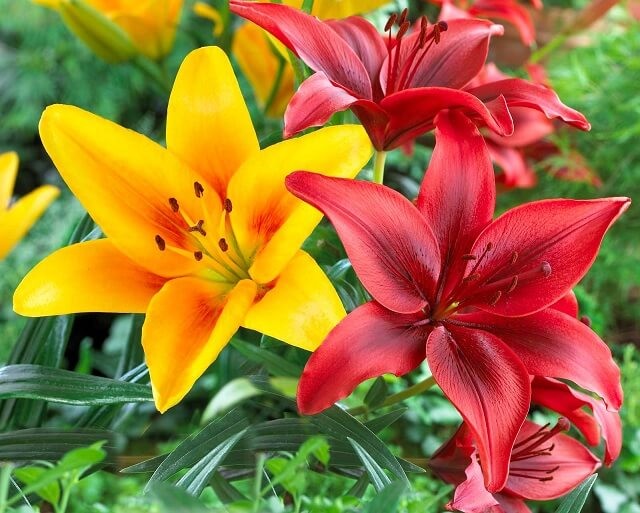 Những loại hoa đẹp rực rỡ nhưng có thể 'giết người' - ảnh 2