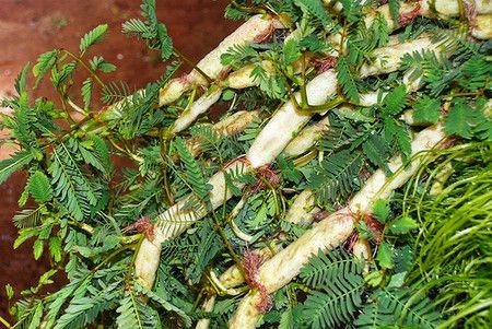 Rau rút: Tốt và độc, biết mà tránh kẻo mang họa vào thân - ảnh 2