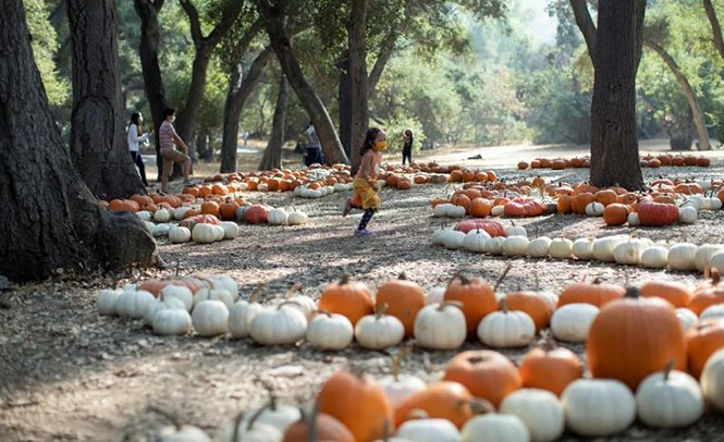 Khám phá không khí chuẩn bị lễ hội Halloween ở một số quốc gia trong mùa COVID-19 - ảnh 3