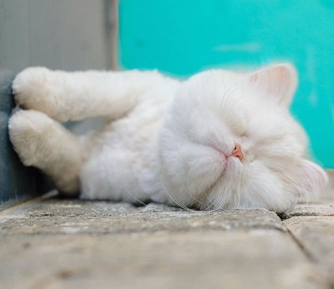 Em mèo mù xinh đẹp này chính là bằng chứng cho sức mạnh của tình yêu thương - ảnh 3