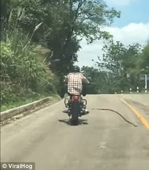 Giật mình rắn tung mình đớp chân người đi xe máy - ảnh 2