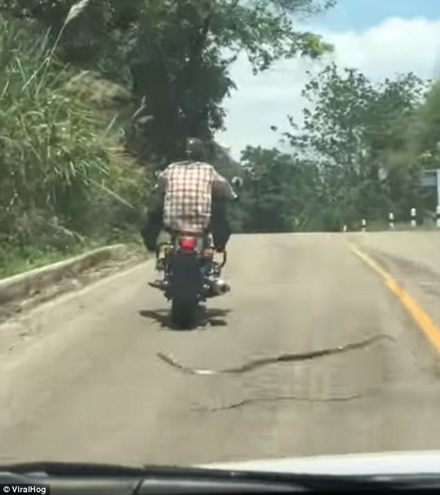 Giật mình rắn tung mình đớp chân người đi xe máy - ảnh 3