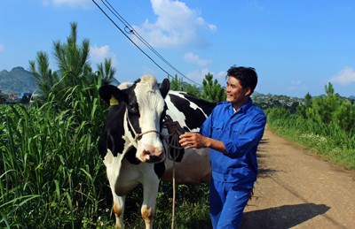 Sẵn sàng trước hội thi “Hoa hậu bò sữa” Mộc Châu - ảnh 1