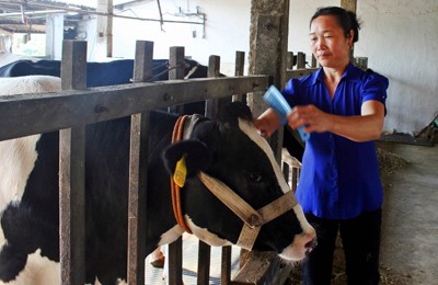 Sẵn sàng trước hội thi “Hoa hậu bò sữa” Mộc Châu - ảnh 2