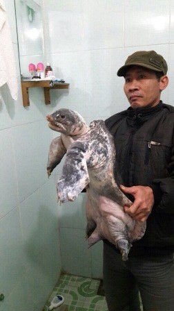 Từ chối cả trăm triệu, nông dân tình nguyện thả rùa quý - ảnh 1