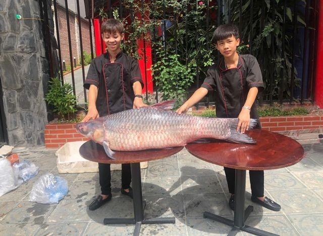 Bắt được cá trắm đen “khủng” nặng 50kg, dài 1,6m ở Yên Bái - ảnh 1