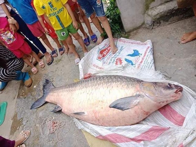 Bắt được cá trắm đen “khủng” nặng 50kg, dài 1,6m ở Yên Bái - ảnh 2