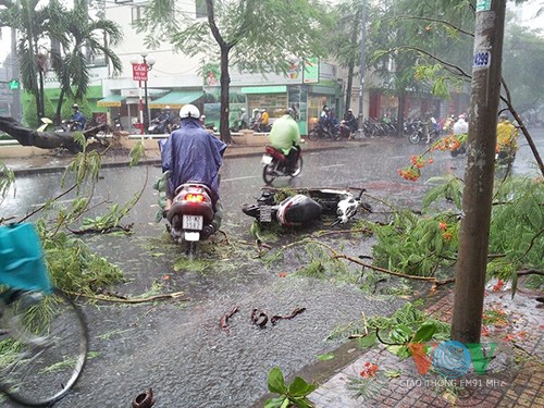 Cây cổ thụ đổ đè bẹp liên tiếp 4 ôtô - ảnh 1