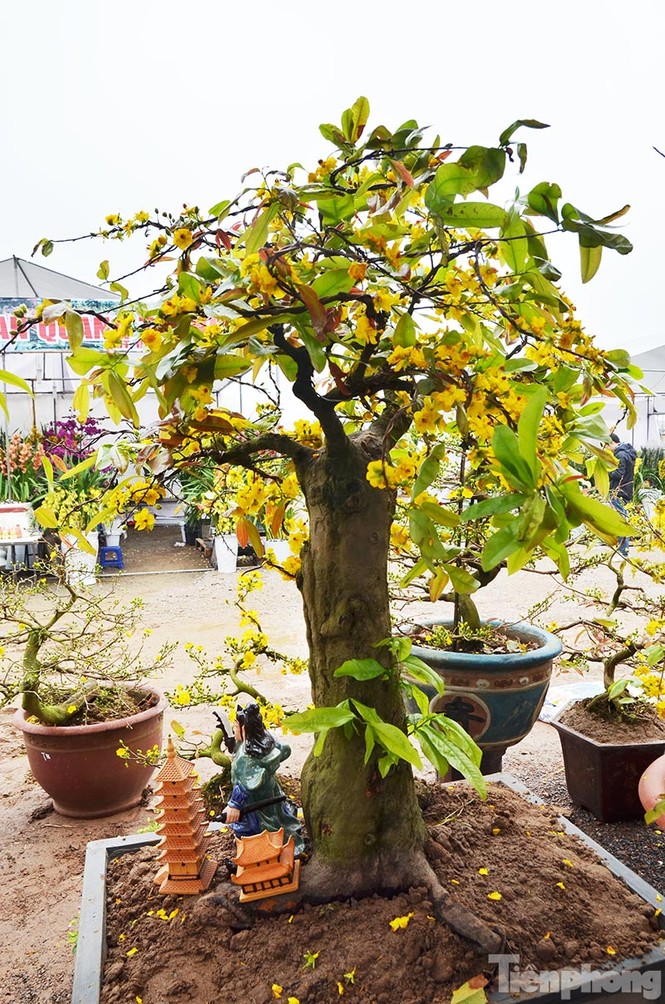 Mai vàng Bình Định khoe sắc ở Thủ đô - ảnh 8