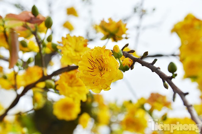 Mai vàng Bình Định khoe sắc ở Thủ đô - ảnh 3