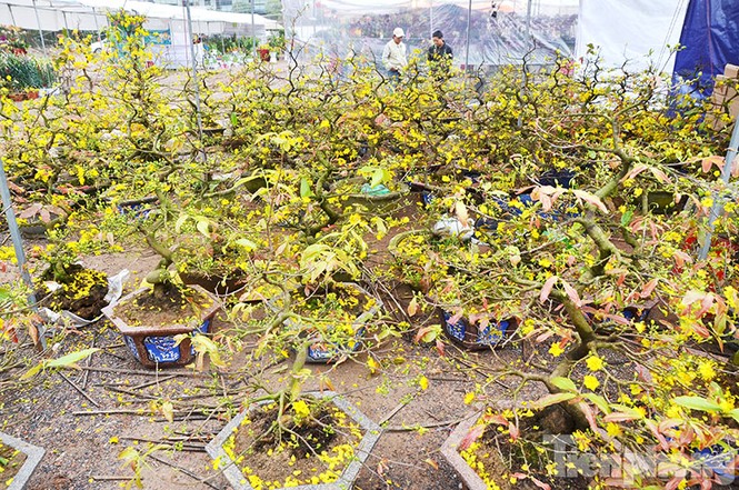 Mai vàng Bình Định khoe sắc ở Thủ đô - ảnh 1