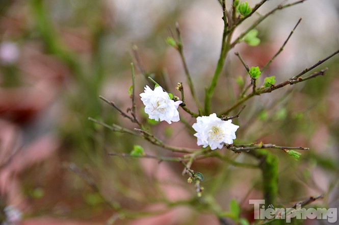 Mai vàng Bình Định khoe sắc ở Thủ đô - ảnh 11