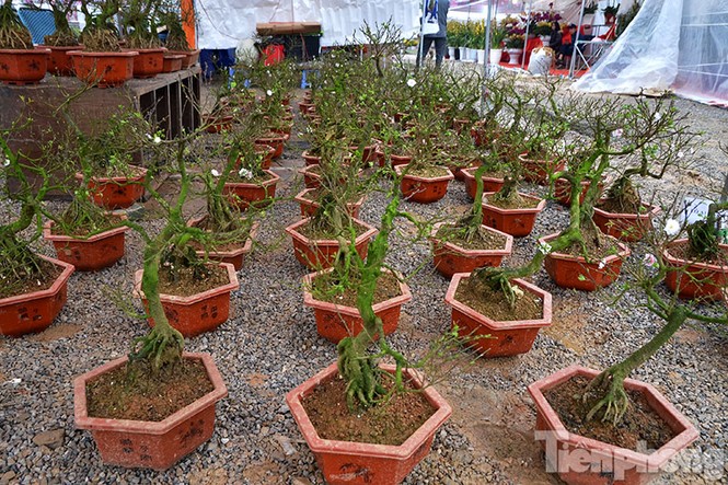 Mai vàng Bình Định khoe sắc ở Thủ đô - ảnh 9