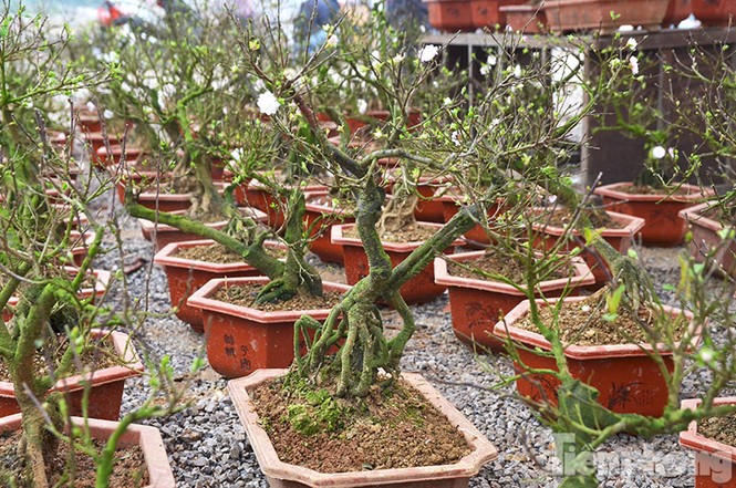 Mai vàng Bình Định khoe sắc ở Thủ đô - ảnh 10