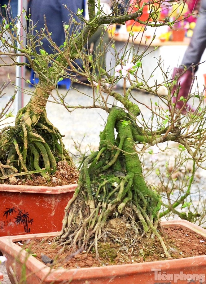 Mai vàng Bình Định khoe sắc ở Thủ đô - ảnh 15