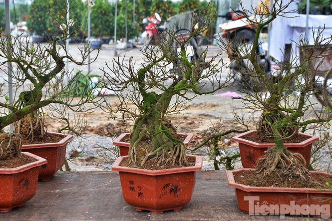 Mai vàng Bình Định khoe sắc ở Thủ đô - ảnh 13