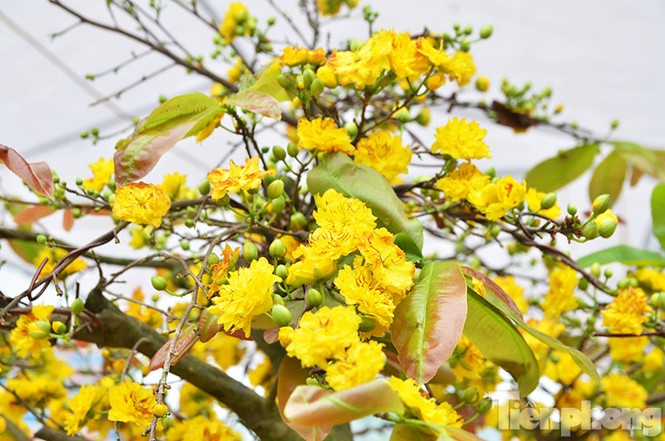 Mai vàng Bình Định khoe sắc ở Thủ đô - ảnh 5