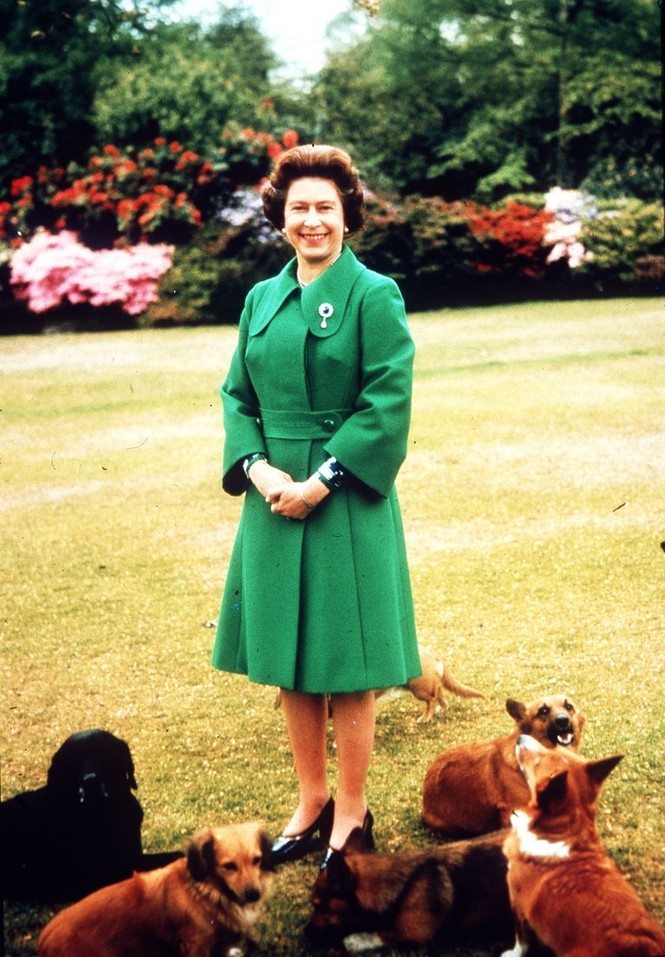 Bầy Corgi của Nữ hoàng Elizabeth thì nổi tiếng quá rồi, nhưng có những điều bạn chưa biết - ảnh 7