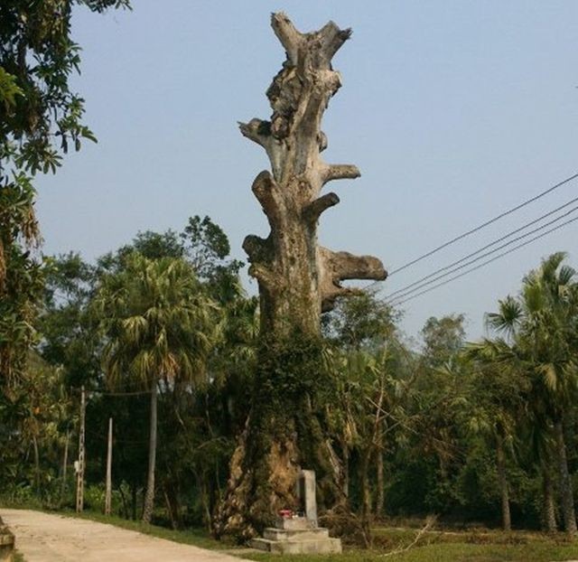 Nhiều Cây Di sản bất ngờ chết sau khi được vinh danh - ảnh 2