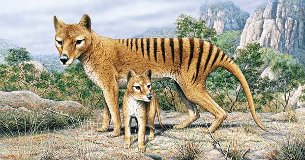 1001 thắc mắc: Hổ ‘yêu đương’ thế nào, vì sao hổ dữ không ăn thịt con? - ảnh 2