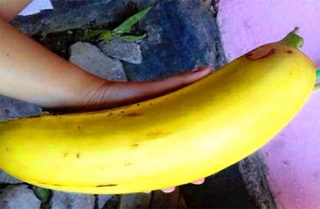 1001 thắc mắc: Chuối khổng lồ quả nặng đến 3kg mọc ở đâu, vì sao ngày càng hiếm? - ảnh 1
