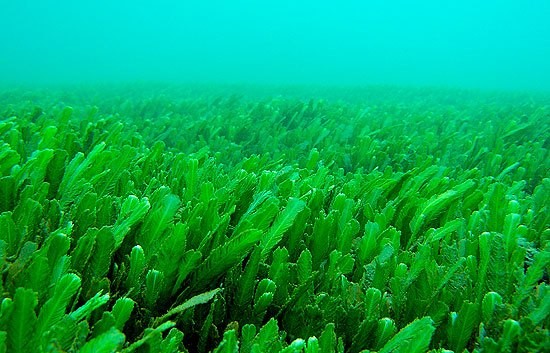 1001 thắc mắc: Loại cây nào chứa ‘nọc độc nhện’ gây đau rát vô cùng? - ảnh 2