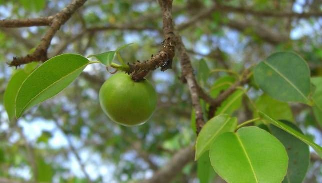 1001 thắc mắc: Loại cây nào chứa ‘nọc độc nhện’ gây đau rát vô cùng? - ảnh 1