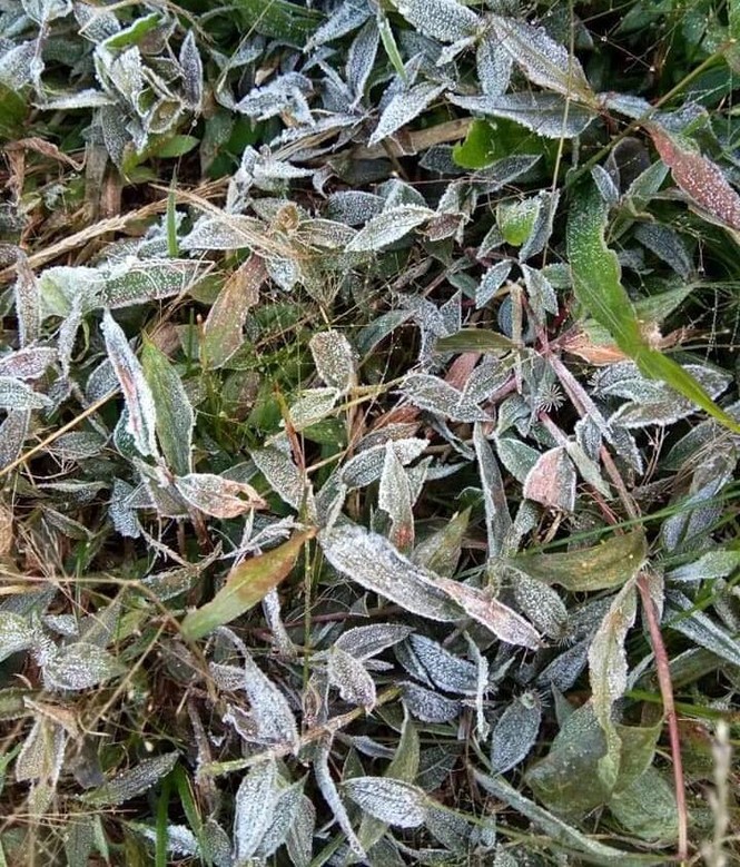 Băng giá phủ kín rừng cây, bãi cỏ ở huyện biên giới Nghệ An - ảnh 5