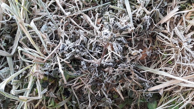 Băng giá phủ kín rừng cây, bãi cỏ ở huyện biên giới Nghệ An - ảnh 9