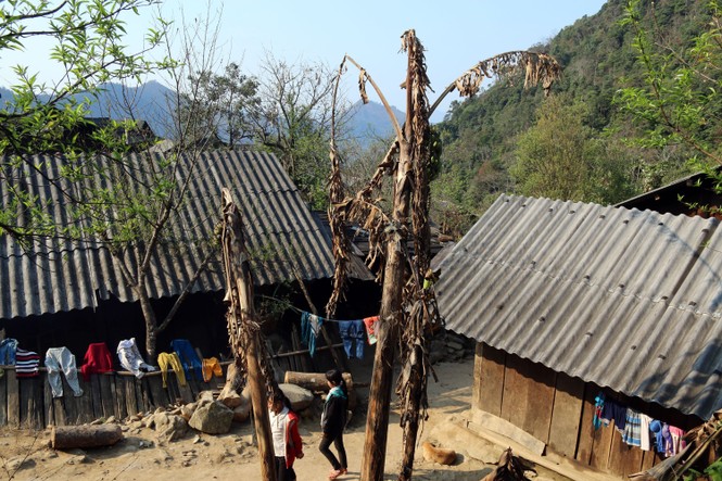 Hơn 400 con gia súc chết, hoa màu héo úa, lụi tàn sau rét đậm, rét hại ở Nghệ An - ảnh 7