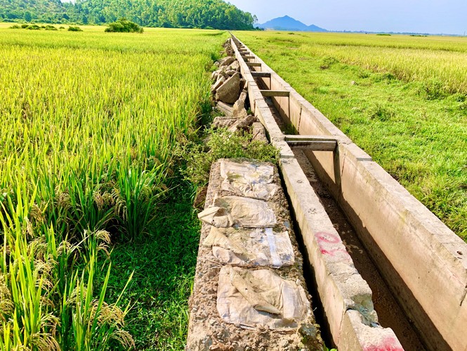  Nhà thầu “bặt vô âm tín”, hàng chục tấn xi măng hóa đá giữa cánh đồng - ảnh 3