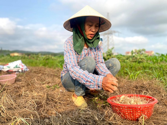 Giá chạm đáy, nông dân “vựa” hành lớn nhất Nghệ An không mặn mà thu hoạch - ảnh 2