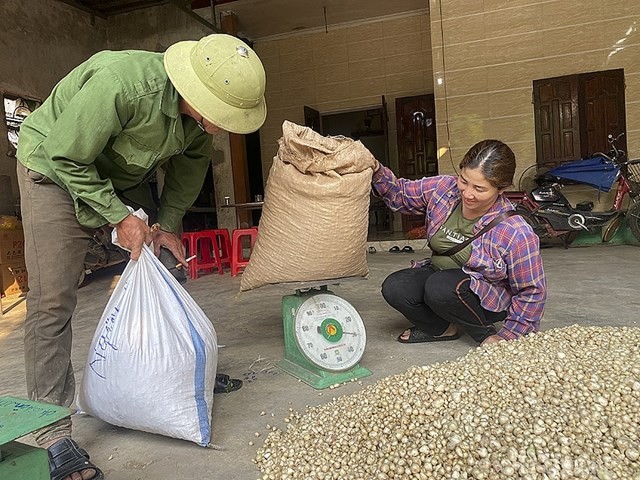 Giá chạm đáy, nông dân “vựa” hành lớn nhất Nghệ An không mặn mà thu hoạch - ảnh 3