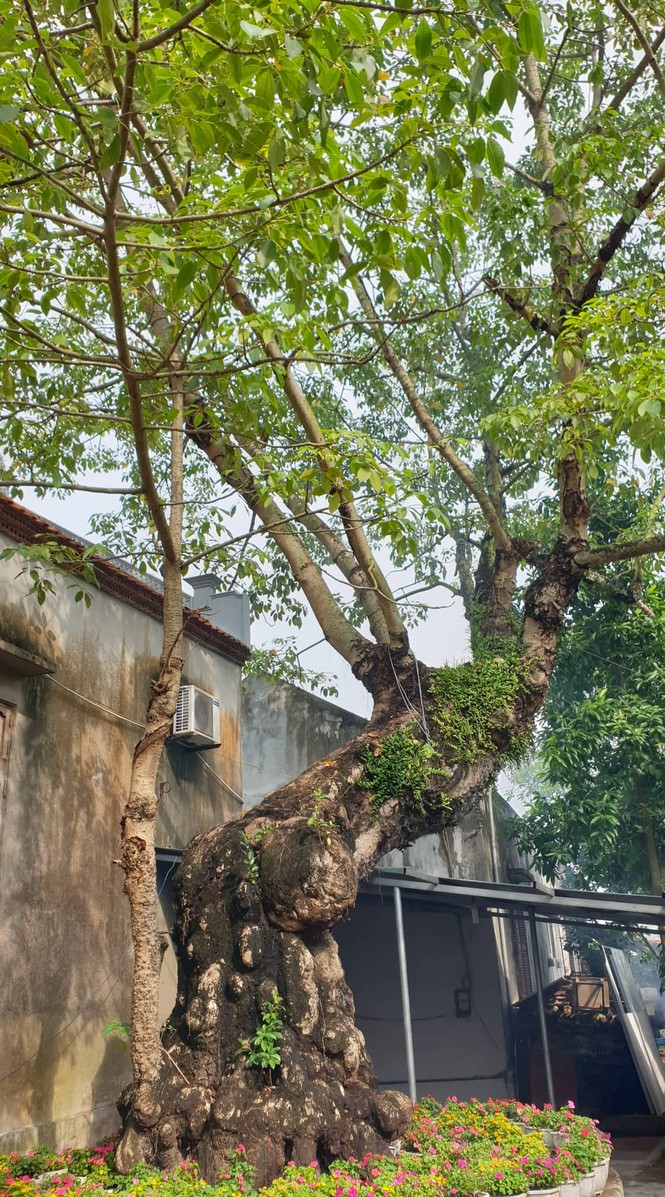 Cây thị hơn 900 tuổi ở bến Bạch Đằng Giang được công nhận cây di sản - ảnh 2
