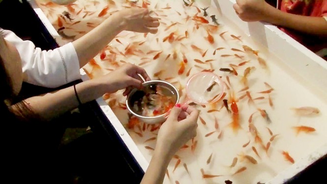 Cô gái đỗ đại học nhờ tài câu cá vàng - ảnh 2