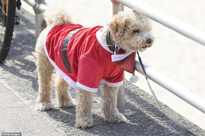 Dàn mỹ nhân diện áo tắm đội mũ Noel 'náo loạn' bãi biển ở Úc - ảnh 26
