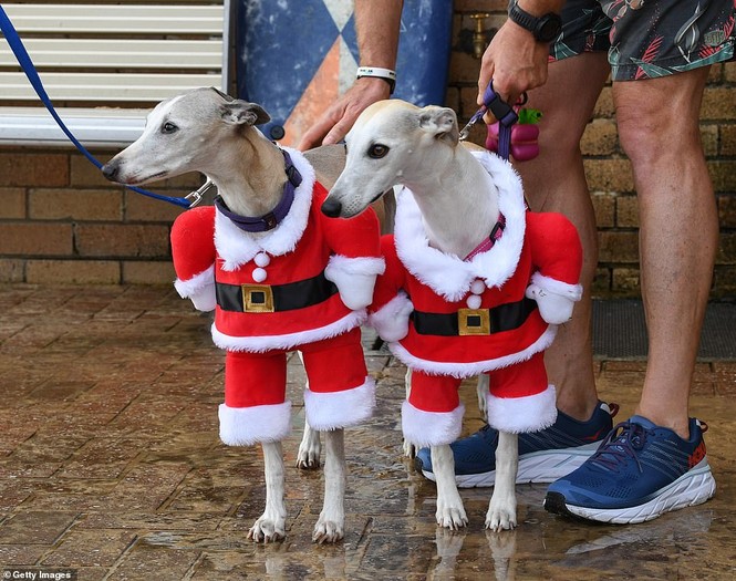 Dàn mỹ nhân diện áo tắm đội mũ Noel 'náo loạn' bãi biển ở Úc - ảnh 27