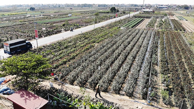 hoa tết, mê linh, hà nội, hoàng anh tuấn, thủ đô, nông dân, hạ lôi - ảnh 14