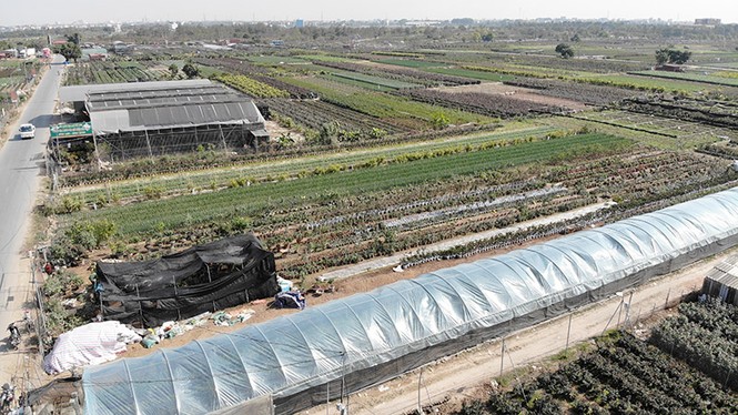 hoa tết, mê linh, hà nội, hoàng anh tuấn, thủ đô, nông dân, hạ lôi - ảnh 13
